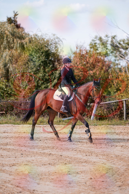 2026_10_03_Siefer-Hof_143430_Z81_02242301 | Professionelle Reitsport-, Turnier- und Eventfotografie von Robert Broda. Galerien mit ausgewählten und bearbeiteten Bildern direkt online ansehen und bestellen.