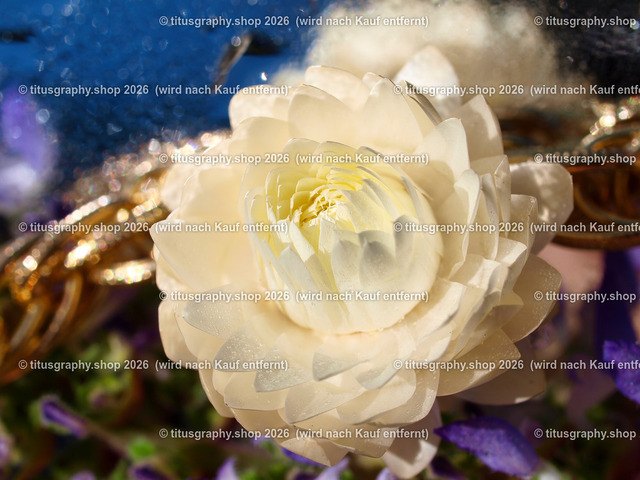 titusgraphy_P6167096-vz-ln | titusgraphy-shop: Geschenkideen mit Qualitätsfotos. titusgraphy-shop: gift ideas with quality photos. titusgraphy-shop: idées cadeaux avec photos de qualité.  - Realisiert mit Pictrs.com