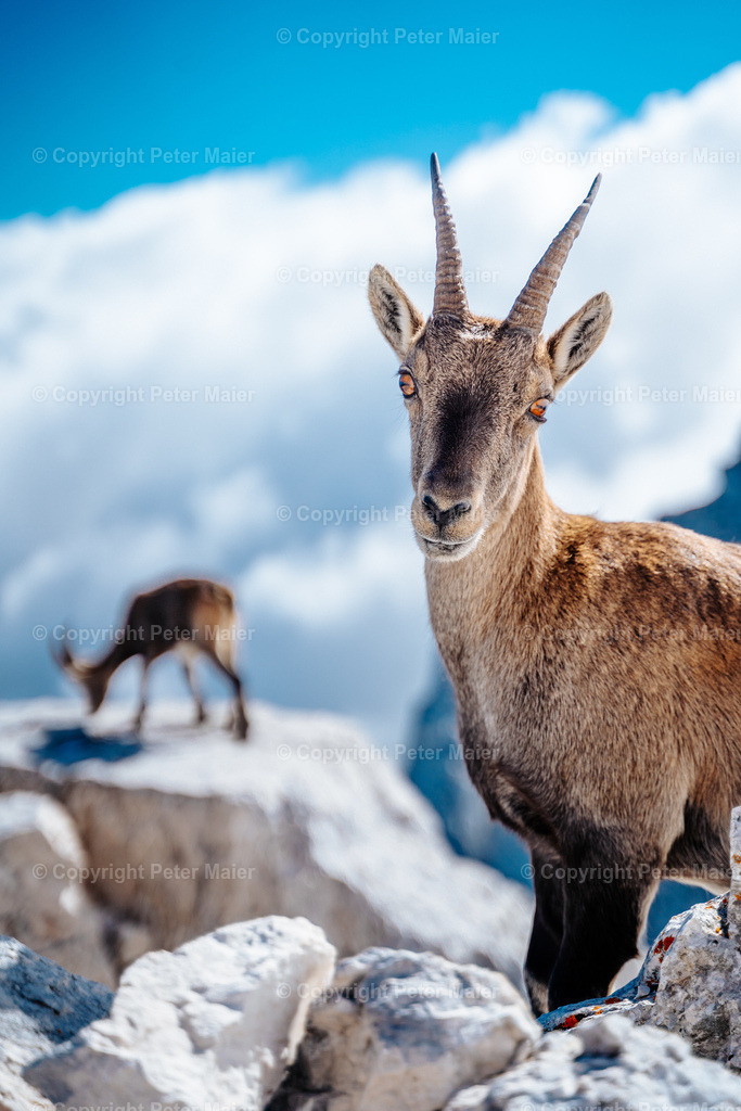 Luca_Vuerich-429 | piet_flosse