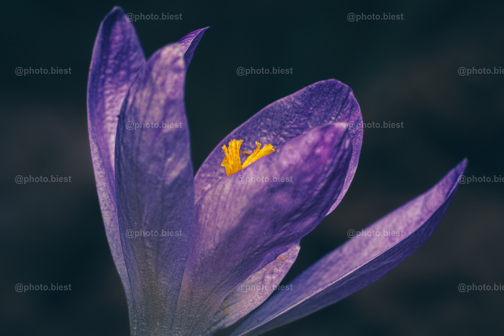 Krokusmakro | Eine detaillierte Aufnahme einer lila Krokusblüte. - Realisiert mit Pictrs.com