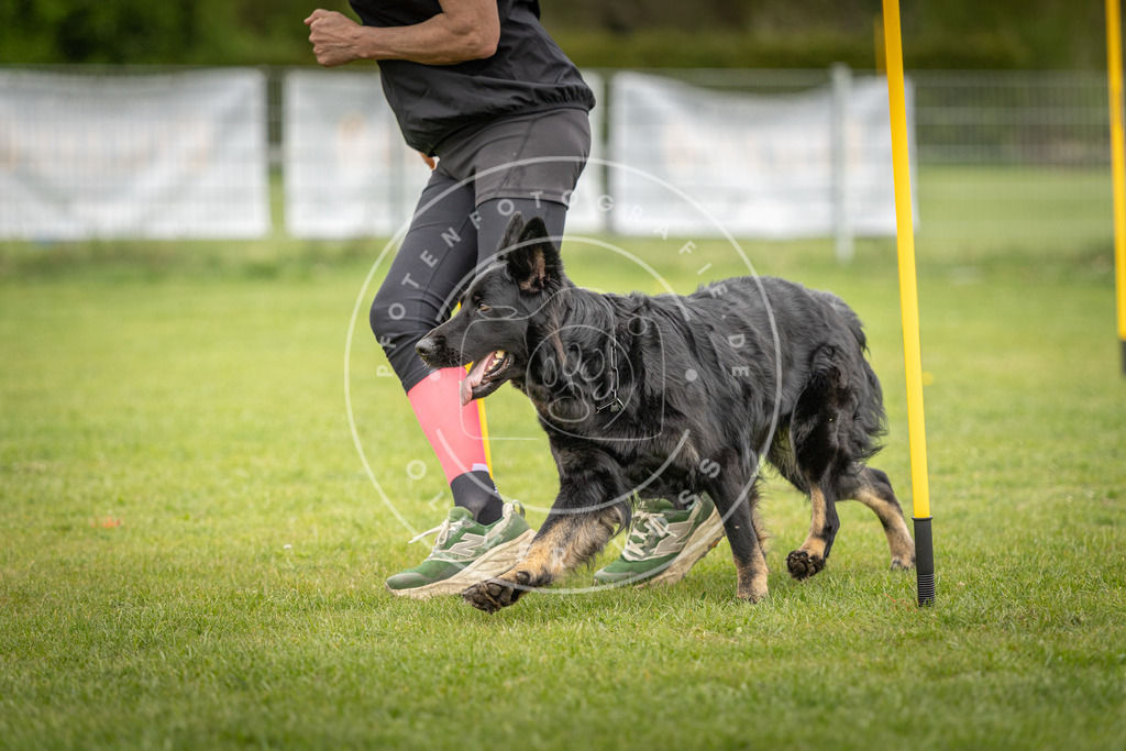 Pfotenfotografie_DV3A0355 | Hundefotografie, Tierfotograf, Pfotenfotografie, Fotoshooting Hund, Hunde Portrait, Hundesport, Hundeportraits, Heideshooting, Hunde, Sportfotograf, Hundefotograf, Turnierhundsport, THS,  - Realisiert mit Pictrs.com
