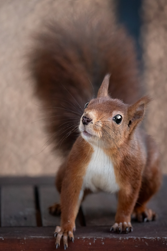 Eichhörnchen (red squirrel) | Deutschland | WILD﻿﻿LIFE · NATURE | just﻿love · justSOMEWHERE · just poster | ﻿POSTER | LEINWAND | FINEART | HOLZDRUCK | FOREX-FOTODRUCK | ALU-DIBOND | ACRYLGLAS | WILD'N FREE | germany | the netherlands | kenya | vietnam | egypt | wildtiere | eichhörnchen - Realisiert mit Pictrs.com