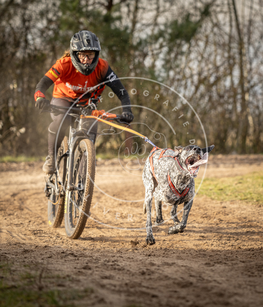 Pfotenfotografie_DV3A7427 | Hundefotografie, Tierfotograf, Pfotenfotografie, Fotoshooting Hund, Hunde Portrait, Hundesport, Hundeportraits, Heideshooting, Hunde, Sportfotograf, Hundefotograf, Turnierhundsport, THS,  - Realisiert mit Pictrs.com
