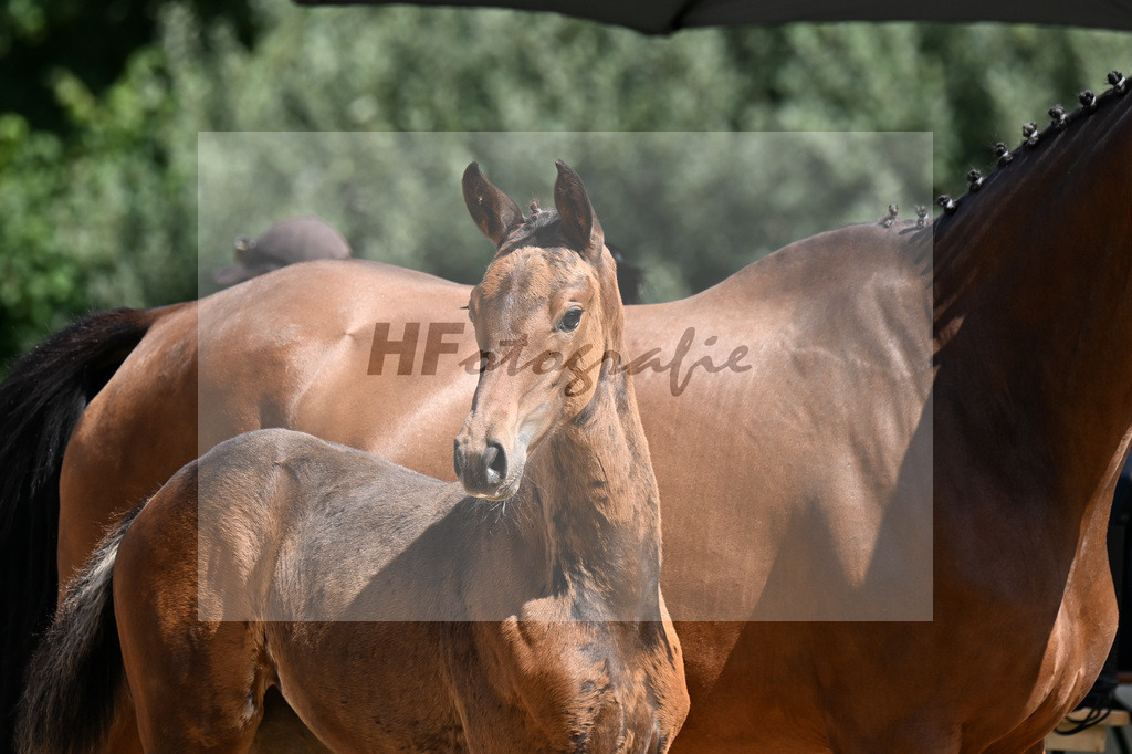 Kat-Nr. 41 Va Bene x Fuerst Romancier_SF_Kovac-Feigl_29251187 | hf-fotografie - Realizzato con Pictrs.com