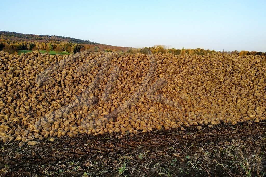 AgrarArt-RÜBENMIETE_152655 | #003 | Modell: Darky | Foto: Carsten Dauer - Realisiert mit Pictrs.com