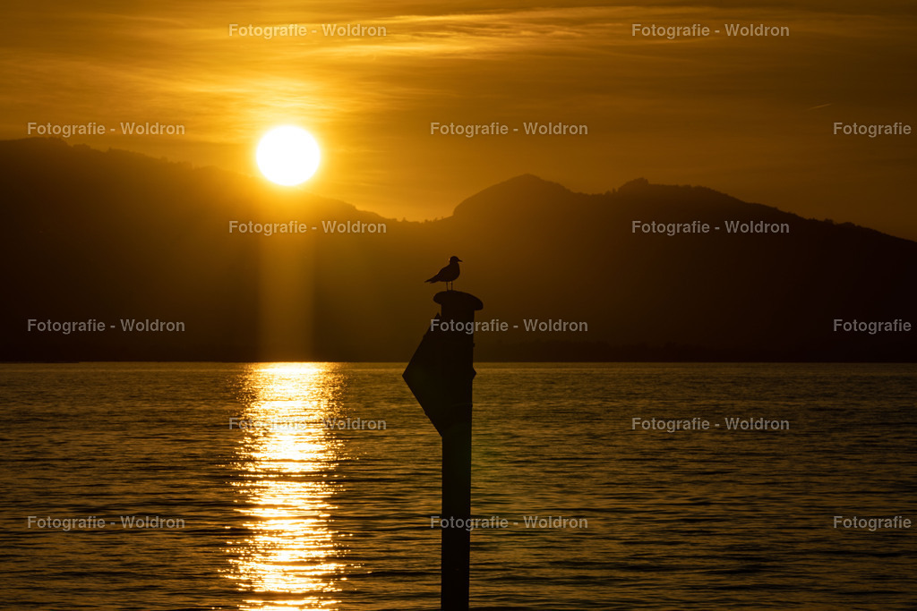 20221109 Bregenz Bodensee-14 | Fotografie Woldron