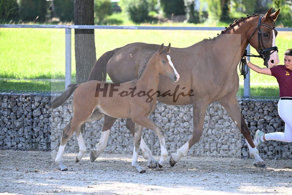 Kat-Nr. 7 Fuerst Grandios x Diamond Hit_HF_Hirschinger_26250111 | hf-fotografie - Realisiert mit Pictrs.com