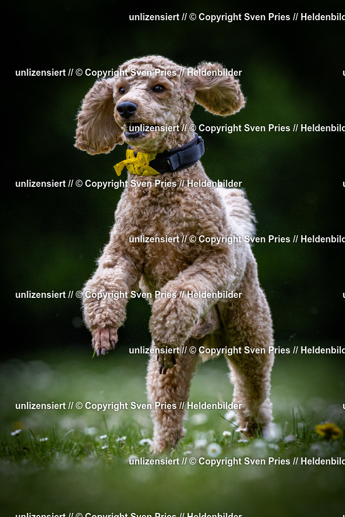 Sven Pries | 2025-05-29 - Pudelrennen KA-Durlach - Realisiert mit Pictrs.com