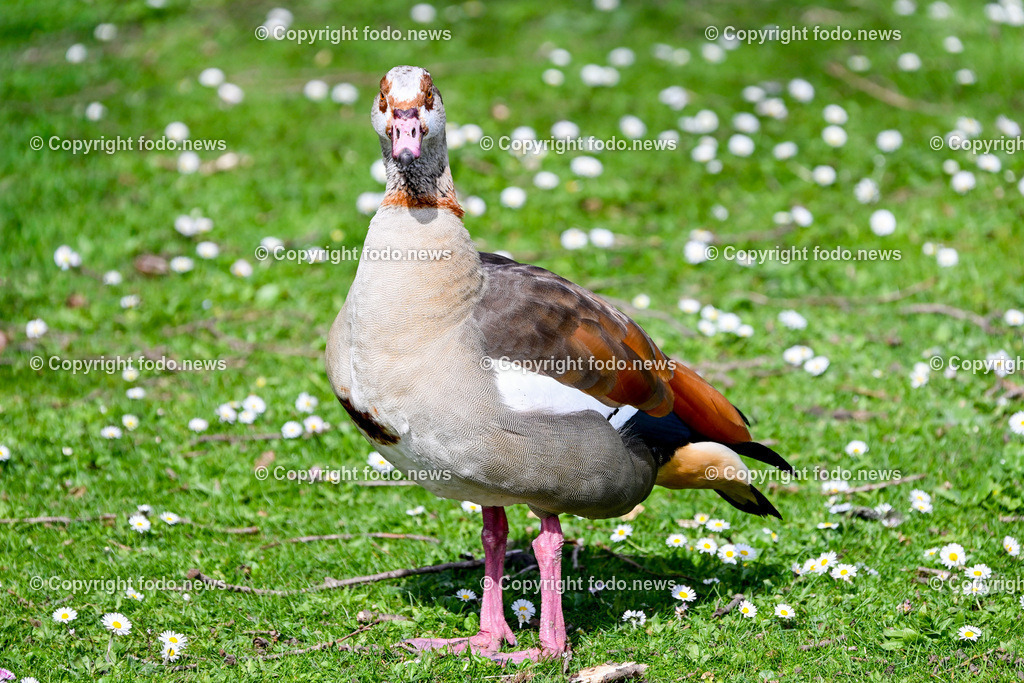 Vögel_ 15.03.2026-12 | 15.03.2026, LINZ, AUT, Themenbild, im Bild Vogel, Nilgans, Alopochen aegyptiaca, Gans, Wasservogel, exotischer Vogel, braun-beiges Gefieder, orangebraune Flügel, rosa Beine, rosa Schnabel, stehender Vogel, Vogel auf Wiese, Wildvogel, Tierfotografie, Naturfotografie, Nahaufnahme, Frontalansicht, Gänsevogel, Wiese mit Gänseblümchen, grüner Hintergrund, europäische Parklandschaft, Symbolbild, Feature
