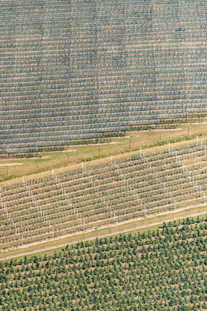 dr__0016191.jpg | FRIEDRICHSHAFEN 03.08.2018 Baumreihen einer Obstanbau- Plantage auf einem Feld in Friedrichshafen im Bundesland Baden-Württemberg, Deutschland. // Rows of trees of fruit cultivation plantation in a field in Friedrichshafen in the state Baden-Wurttemberg, Germany. Foto: Daniel Reiter