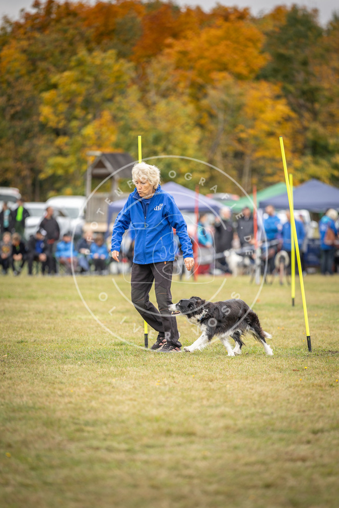 Pfotenfotografie_DV3A5282 | Hundefotografie, Tierfotograf, Pfotenfotografie, Fotoshooting Hund, Hunde Portrait, Hundesport, Hundeportraits, Heideshooting, Hunde, Sportfotograf, Hundefotograf, Turnierhundsport, THS,  - Realisiert mit Pictrs.com