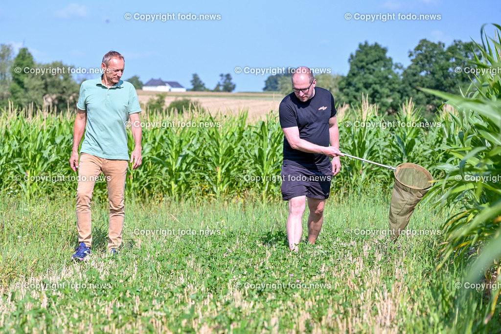 Morgentau Biogemuese GmbH_ Hofkirchen_ 25.07.2024-25 | 25.07.2024, Hofkirchen, AUT, Morgentau Biogemuese GmbH, im Bild Christian Stadler (Morgentau Biogemuese), Ronnie Walcher (Biodiversitaetsforscher Boku Wien)