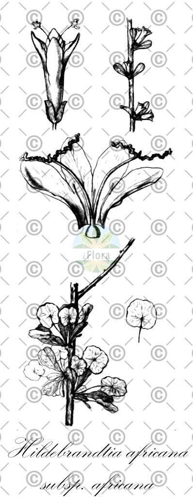 HistAbb_wfo-0000723307_1_ENZY_Simple | Historische Abbildung von Hildebrandtia africana subsp. africana - Convolvulaceae | Historical Illustration of Hildebrandtia africana subsp. africana - Convolvulaceae