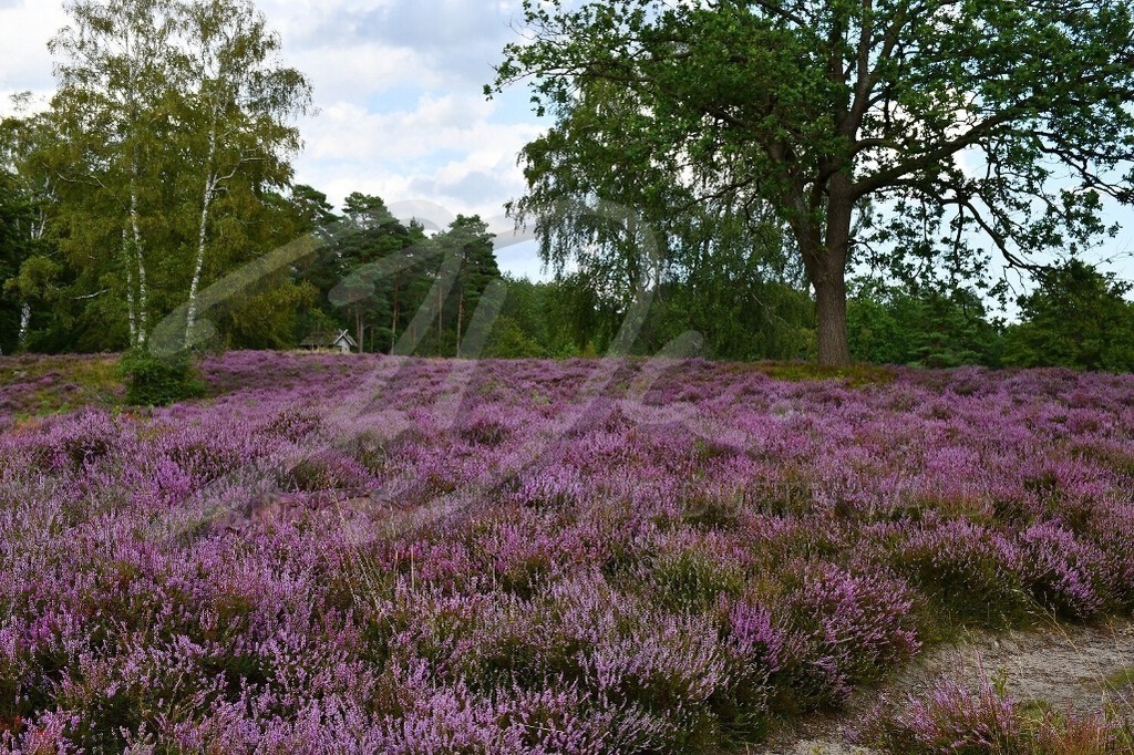 NatureArt-LILAHEIDE_1910 | Bäume im Heidekrautfeld | #003 | Modell: Katey | Foto: Carsten Korwes - Realisiert mit Pictrs.com