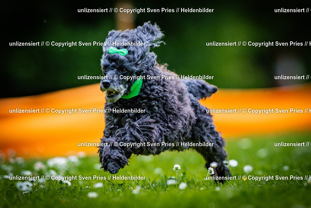 Sven Pries | 2025-05-29 - Pudelrennen KA-Durlach - Realisiert mit Pictrs.com