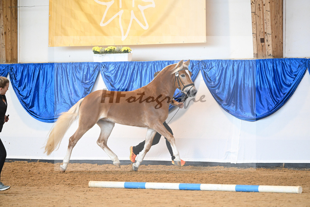 Kat-Nr. 34 Willis Prinz v. Willi V_Gruendl_60220880 | hf-fotografie - Realisiert mit Pictrs.com