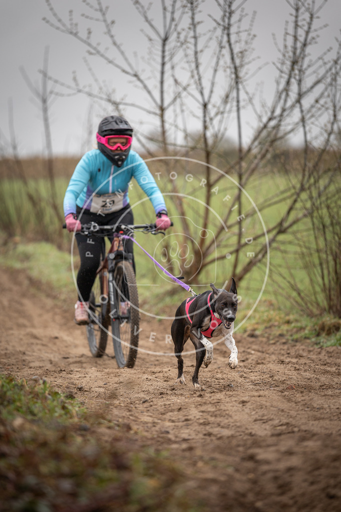 DV3A9082 | Hundefotografie, Tierfotograf, Pfotenfotografie, Fotoshooting Hund, Hunde Portrait, Hundesport, Hundeportraits, Heideshooting, Hunde, Sportfotograf, Hundefotograf, Turnierhundsport, THS,  - Realisiert mit Pictrs.com