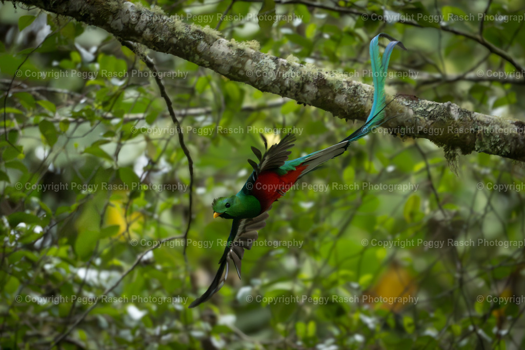 Quetzal  (9) | PeggyRaschPhotography - Realisiert mit Pictrs.com