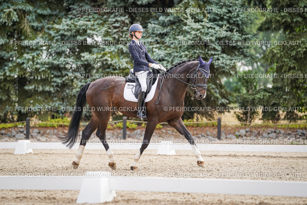 DSC01500 | Pferdegrafie