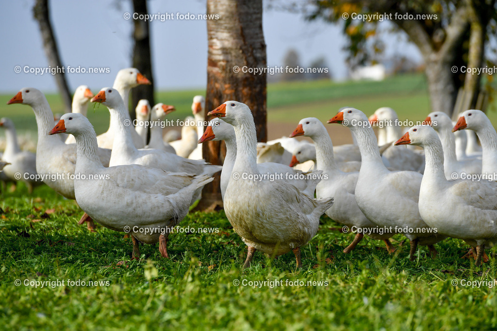 Ganslhof Hebesberger_ Weidegänse_ 01.11.2022-16 | 01.11.2022, Nussbach, AUT, Ganslhof Hebesberger, Weidegaense, im Bild Weidegaense, Weidegänse, Gans, Gänse, Martinigaense, Martinigans, Weide, Landwirtschaft