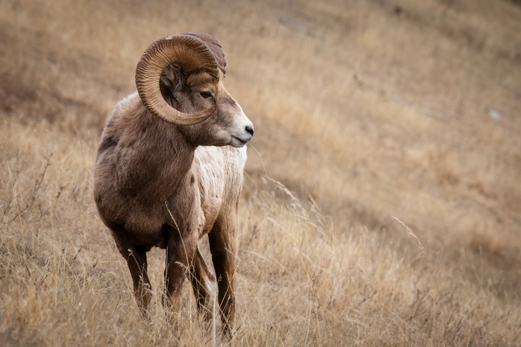 Dickhornschaf | christophschaarschmidt - Realisiert mit Pictrs.com