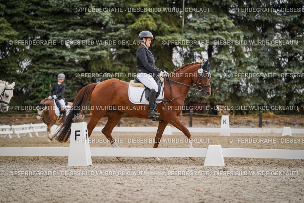 DSC04578 | Pferdegrafie