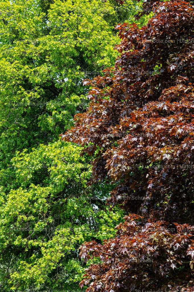 10049-14064 - Landschaftspark Degenershausen | Stockfoto und Bilderpool mit Bildmaterial aus Deutschland, dem Harz, Halberstadt, Quedlinburg, Wernigerode und weltweit. Qualitativ hochwertige und professionelle Fotos anschauen und kaufen. - Realisiert mit Pictrs.com