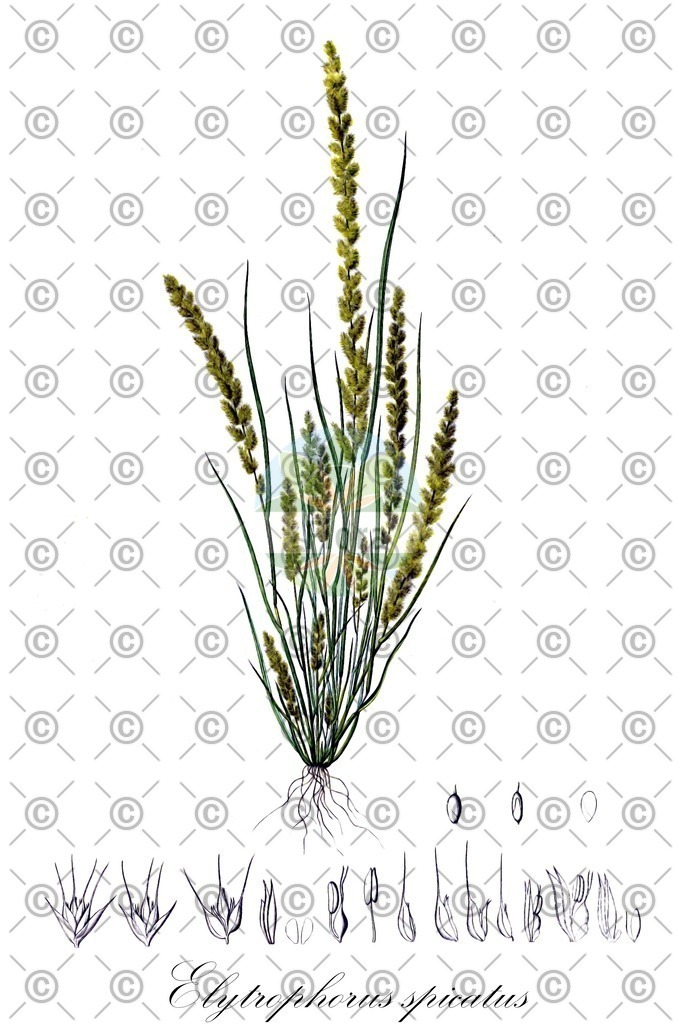 HistAbb_wfo-0000666833_1_ENZY_Simple | Historische Abbildung von Elytrophorus spicatus - Poaceae | Historical Illustration of Elytrophorus spicatus - Poaceae