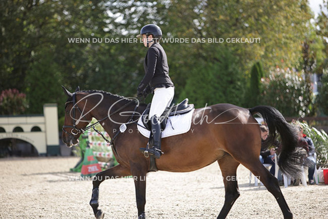1J2A4065Annika Jaeger_ Magic Love 4_ Kn695_ Havekost | Foto- und Videografie für alles rund ums Pferd. Hochwertige Bilder und Videos vom Spring- und Dressurreiten, Voltigieren & mehr. Jetzt aktuelle Veranstaltungen und Preise im Shop ansehen. - Realisiert mit Pictrs.com