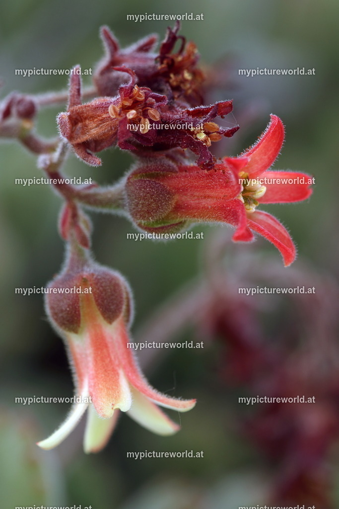 Cotyledon tomentosa-002 | Das Bilderarchiv über Tiere, Planzen und Landschaften. In der Bilddatenbank finden Sie ein große Auswahl an hochwertigen Bilder für Ihre Werbung - Realisiert mit Pictrs.com