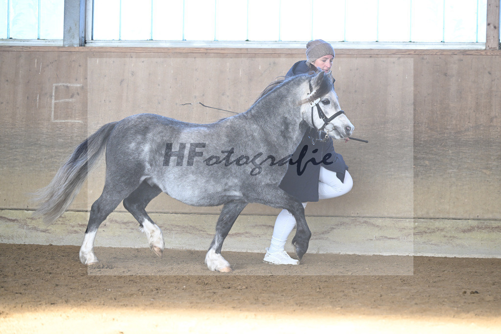 Kat-Nr. 17 Linderich Trudolfo v. Voermanhof Nicolas_ZG Seitle u Necker_49250726 | hf-fotografie - Realisiert mit Pictrs.com