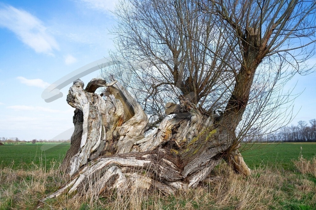 NatureArt-BROKENTREE_8355 | Zerborstene Weide im Feld | #005 | Modell: Liza | Foto: Dirk Ludwig - Realisiert mit Pictrs.com