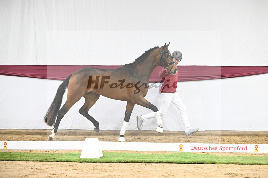 Kat-Nr. 125 Dynamic Dream x Benicio_Horst Schepper_47253702 | hf-fotografie - Realisiert mit Pictrs.com