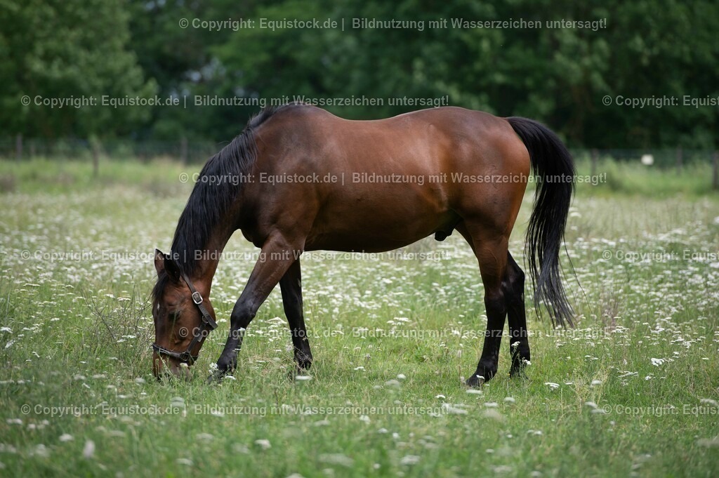 20210712_Pferd-auf-Weide_0005 | Foto: Thomas Hartig