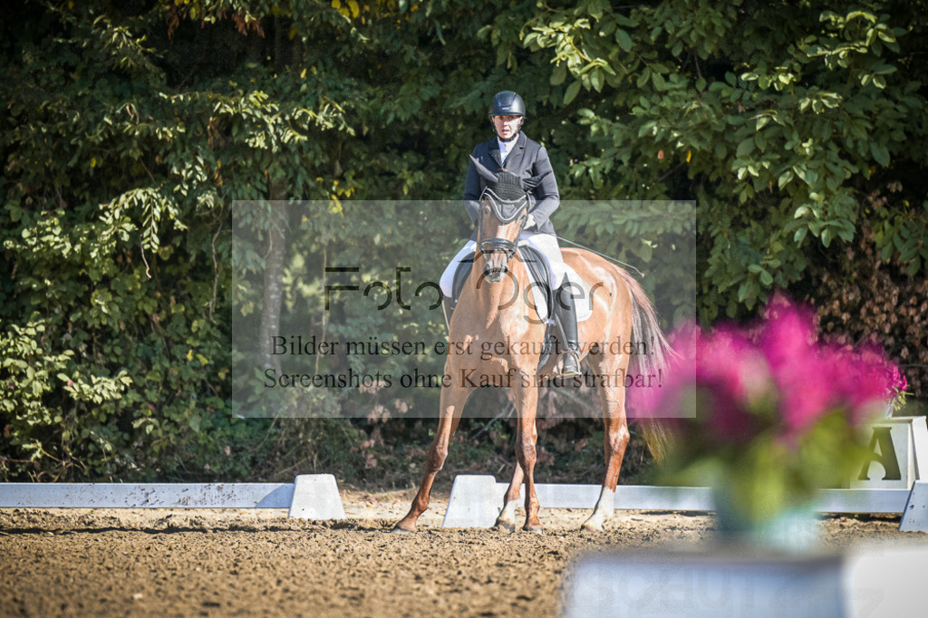 DOS_1153 | Entdecke hochwertige Reitturnierfotos von Foto Oger. Professionell, emotional und authentisch – jetzt Lieblingsmomente im Shop bestellen.Deutschlandweite Turnierfotografie. - Realisiert mit Pictrs.com