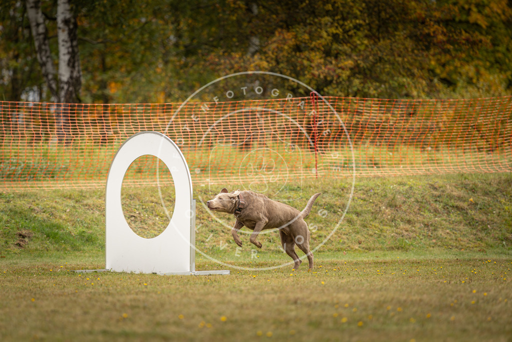 Pfotenfotografie_DV3A2744 | Hundefotografie, Tierfotograf, Pfotenfotografie, Fotoshooting Hund, Hunde Portrait, Hundesport, Hundeportraits, Heideshooting, Hunde, Sportfotograf, Hundefotograf, Turnierhundsport, THS,  - Realisiert mit Pictrs.com