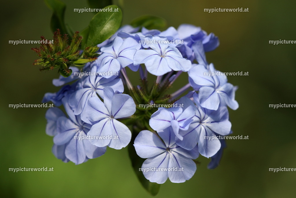 Kap-Bleiwurz-001 | Das Bilderarchiv über Tiere, Planzen und Landschaften. In der Bilddatenbank finden Sie ein große Auswahl an hochwertigen Bilder für Ihre Werbung - Realized with Pictrs.com