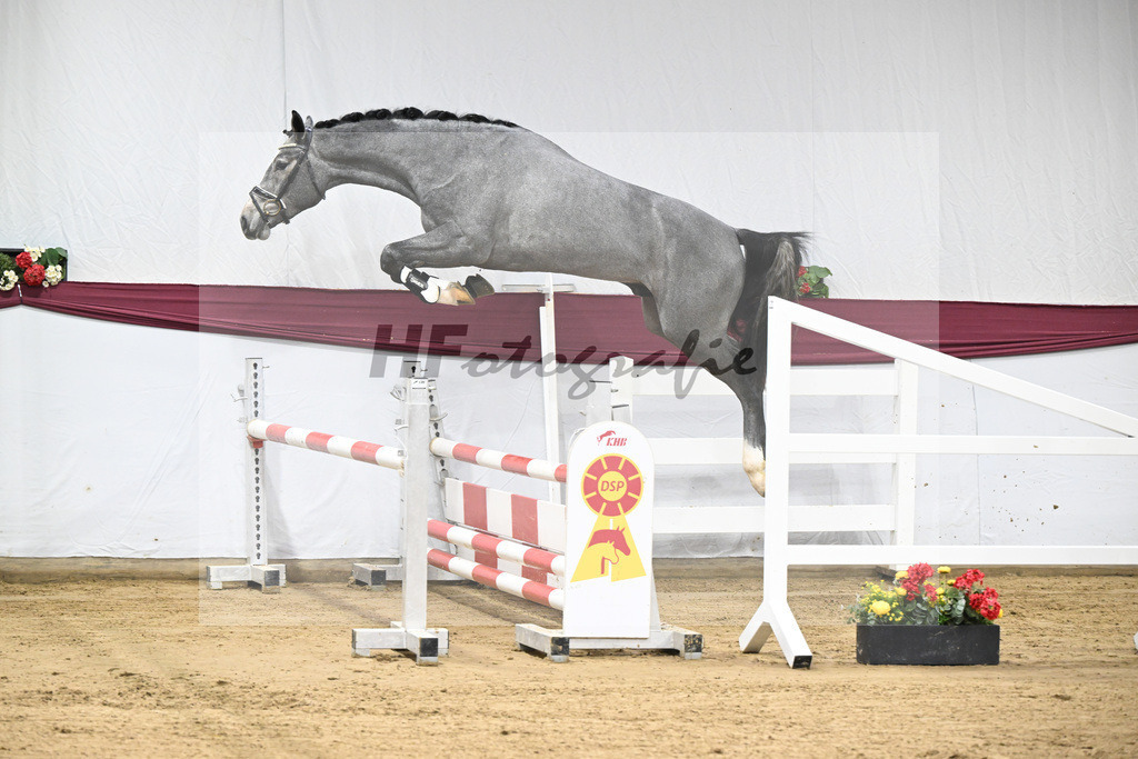 Kat-Nr. 96 Mylord Carthago x Heartbreaker_Daniel Dassler_47253140 | hf-fotografie - Realisiert mit Pictrs.com