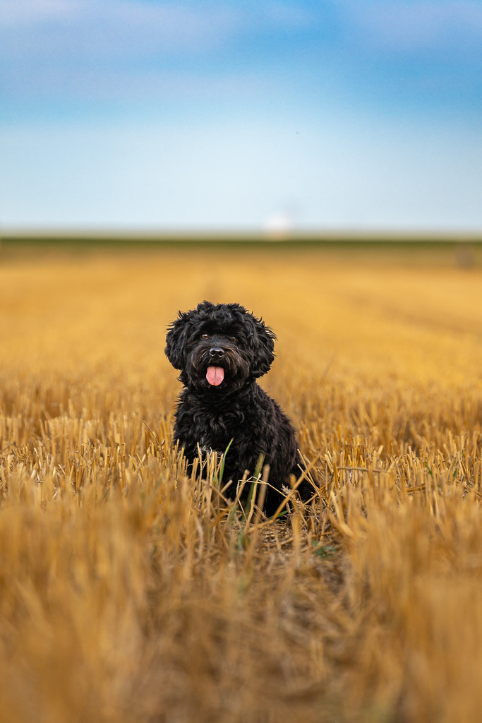 allesWIRTHgut Tierfotografie - 7IV09505 | Professionelle Tierfotografie in Mönchengladbach von Daniel Wirth (allesWIRTHgut). Liebevolle & natürliche Bilder von Hunden & Katzen für unvergessliche Erinnerungen.