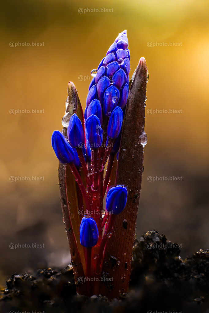Blaue Traubenhyazynthe | Eine junge Pflanze mit Tautropfen. - Realisiert mit Pictrs.com