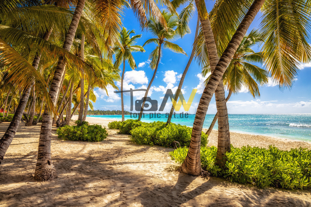 Blick durch Palmen auf den Strand in der Karibik | Hochauflösende und hochwertige Bilder und Fotos.Kommerzielle oder private Nutzung ✔ Bilder downloaden✔ Acryl ✔ Leinwand ✔ Poster ✔
 - Realisiert mit Pictrs.com