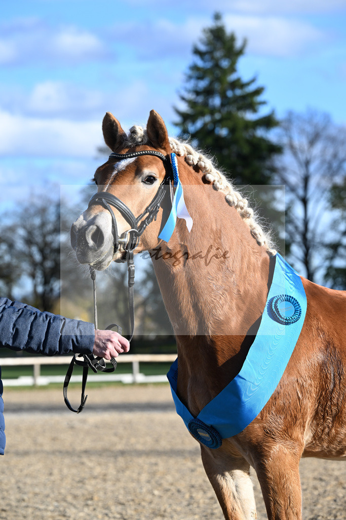 Kat-Nr. 2 Antonio BE v. Amazing Star van Beauvooorde_Edelmann_43250804 | hf-fotografie - Realisiert mit Pictrs.com