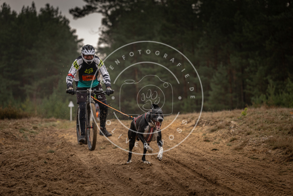 Pfotenfotografie_DV3A4807 | Hundefotografie, Tierfotograf, Pfotenfotografie, Fotoshooting Hund, Hunde Portrait, Hundesport, Hundeportraits, Heideshooting, Hunde, Sportfotograf, Hundefotograf, Turnierhundsport, THS,  - Realisiert mit Pictrs.com
