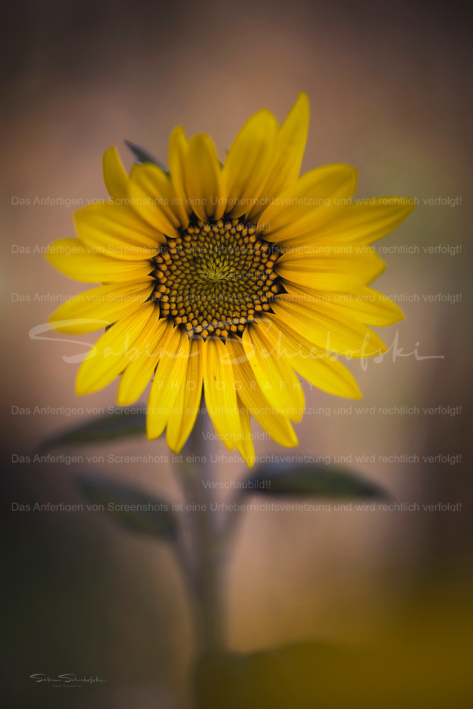 Sonnenblume_01.08.2026_DSCF6146 | Exklusive Naturfotografie für stilvolle Wanddekoration ★ Premium Wandbilder Made in Germany ✔️ FineArt Drucke & Downloads ✔️ Brillante Farben, höchste Qualität & weltweiter Versand ✔️ - Realisiert mit Pictrs.com