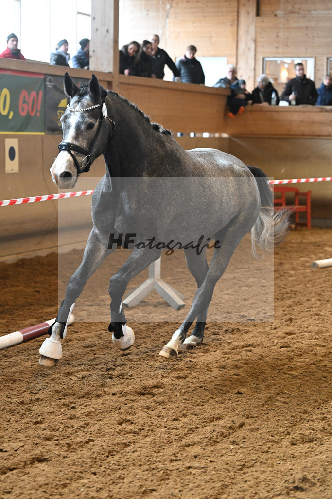 Kat-Nr. 9 Diablues Diavola v. Diablue PS_Becker_16250872 | hf-fotografie - Realisiert mit Pictrs.com