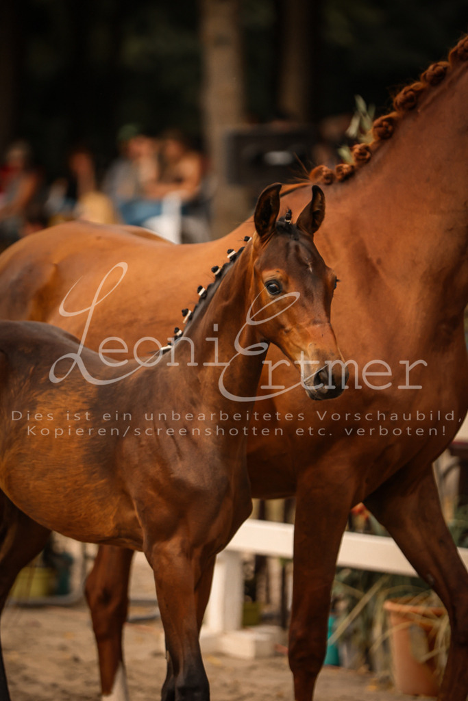 SaPA00313 | Leoni Ertmer Photography - Realisiert mit Pictrs.com