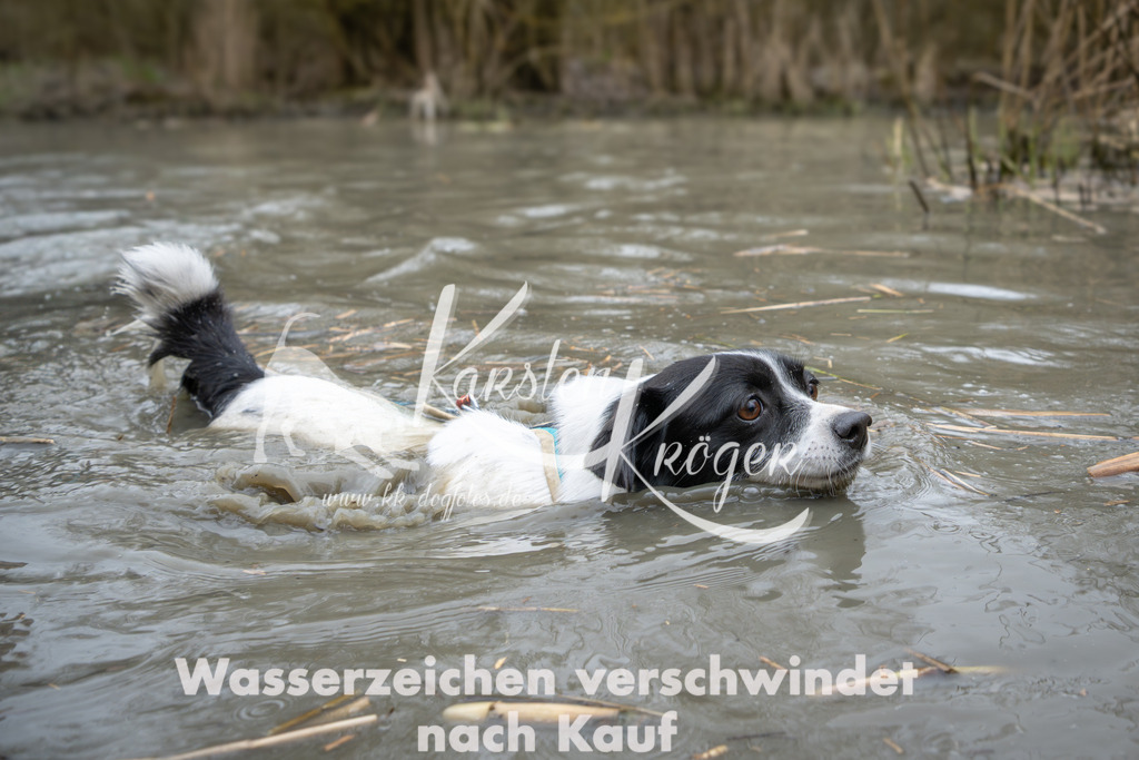 1410_ZZ97082 | kk-dogfotos