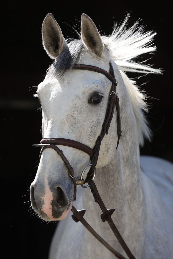 0P6A8896 | Willkommen bei Brunnmayr - Design & Fotografie – Ihrem Spezialisten für Reitturniere und Pferdeveranstaltungen in Oberösterreich, Salzburg und Bayern! Seit über 17 Jahren sind wir leidenschaftlich dabei.