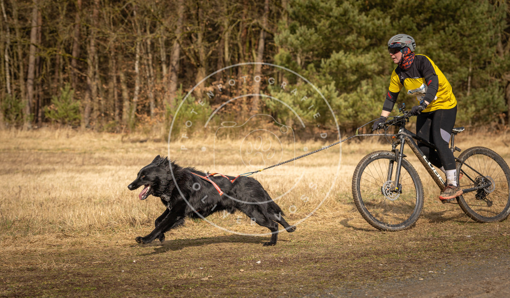 DV3A4270 | Hundefotografie, Tierfotograf, Pfotenfotografie, Fotoshooting Hund, Hunde Portrait, Hundesport, Hundeportraits, Heideshooting, Hunde, Sportfotograf, Hundefotograf, Turnierhundsport, THS,  - Realisiert mit Pictrs.com