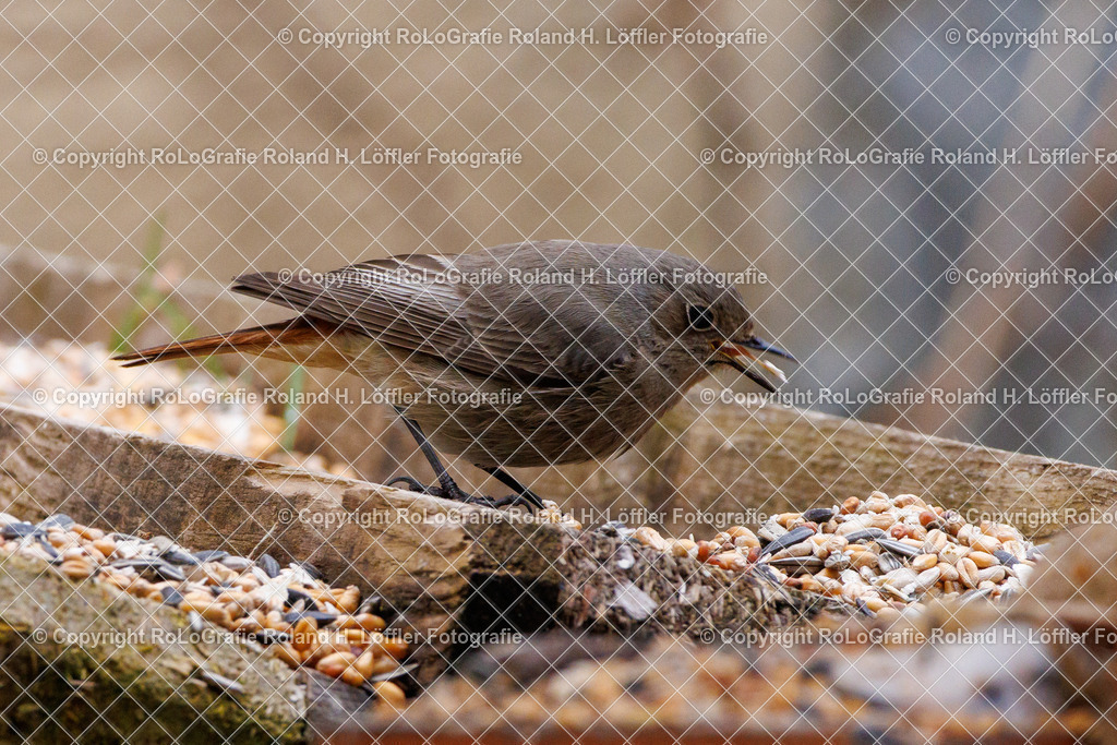 Wildvögel_03 | Singvogel in freier Natur im Garten - Realisiert mit Pictrs.com